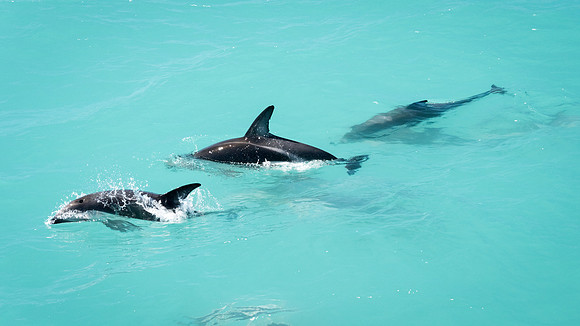 Dusky Dolphins -1