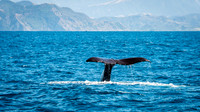 Sperm Whale Tail -3