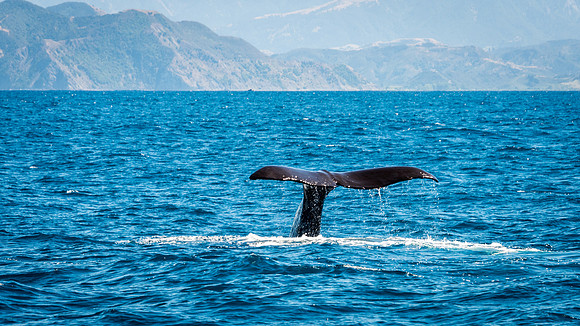 Sperm Whale Tail -3