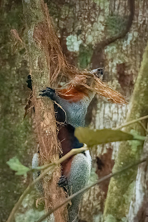 Giant Squirrel -3