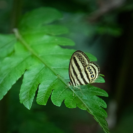 Malayan Ringlet