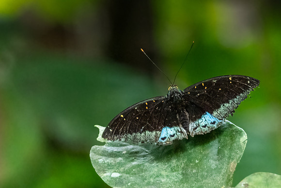 Black-tipped Archduke