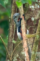 Kota Kinabalu & Kinabalu NP