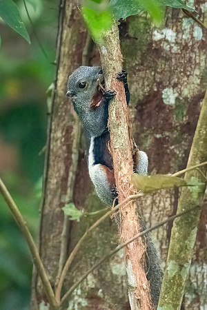 Giant Squirrel -1