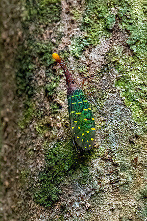 Green Lantern Fly -1