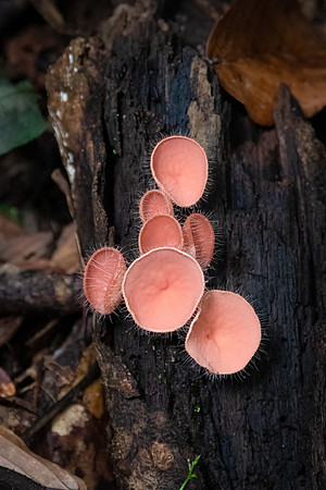 Cup Fungi