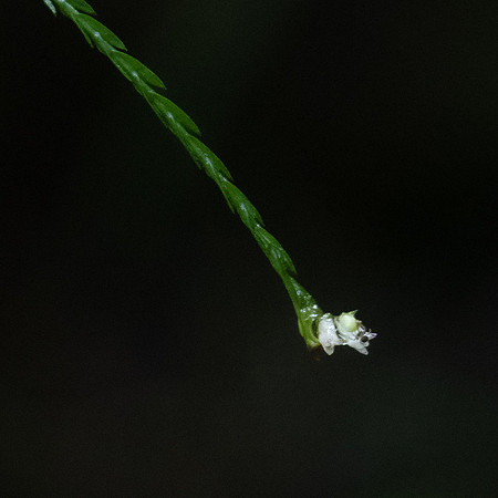 Pinhead Orchid -2