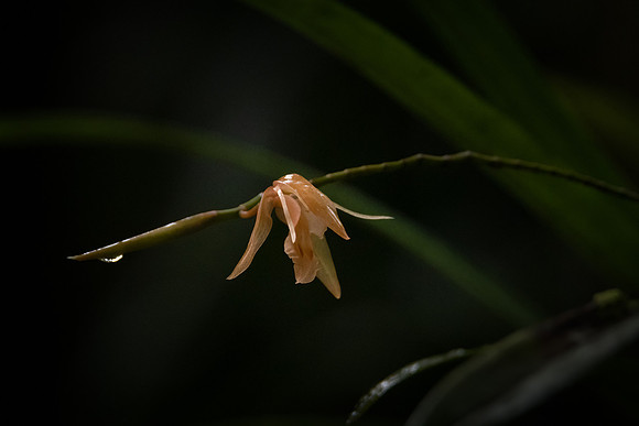 Borneo Yellow Orchid
