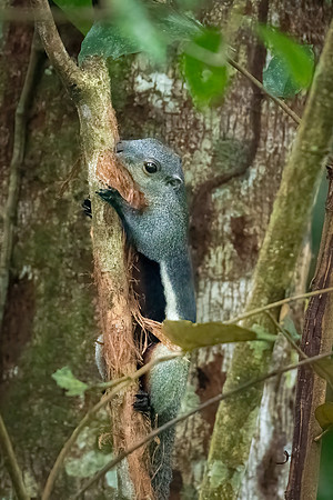 Giant Squirrel -2