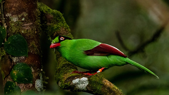 Bornean Green Magpie -2