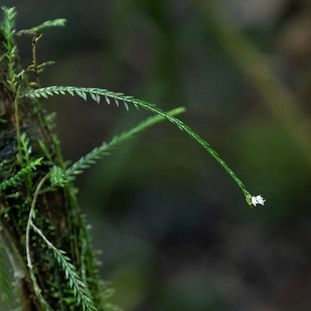 Pinhead Orchid -1