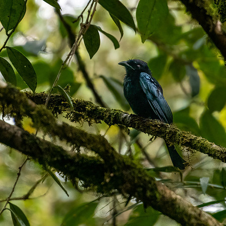 Crested Drongo