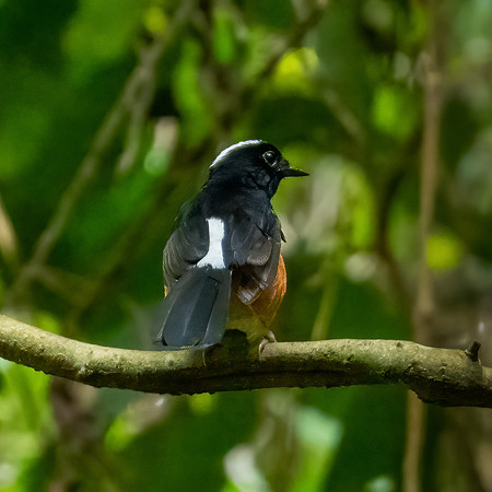 White-crowned Shama
