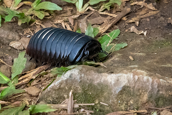 Pill Millipede