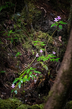 Kinabalu Balsam