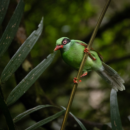 Bornean Green Magpie -1