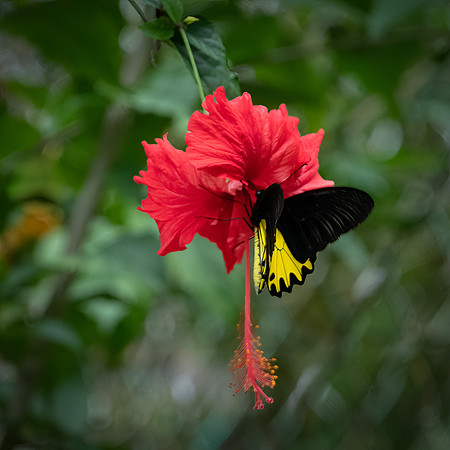 Malayan Birdwing