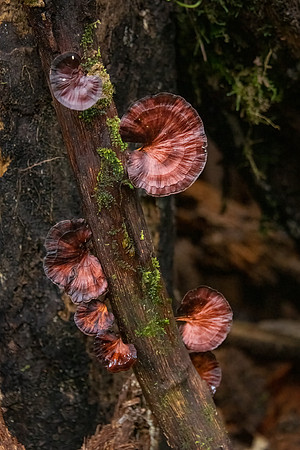Bracket Fungus