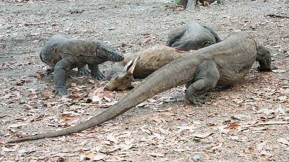 Three Komodo Dragons Eating Deer - 1