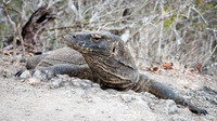 Komodo Dragon - 5