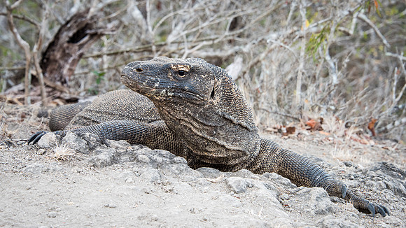 Komodo Dragon - 5