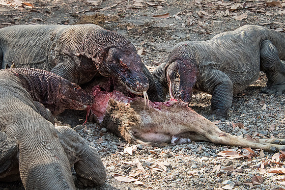 Three Komodo Dragons Eating Deer - 5