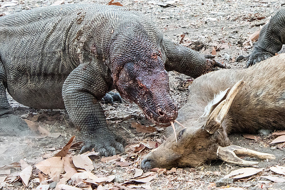 Two Komodo Dragons Eating Deer - 6