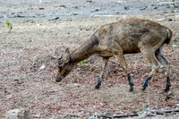 Wild Deer Provides Food Source