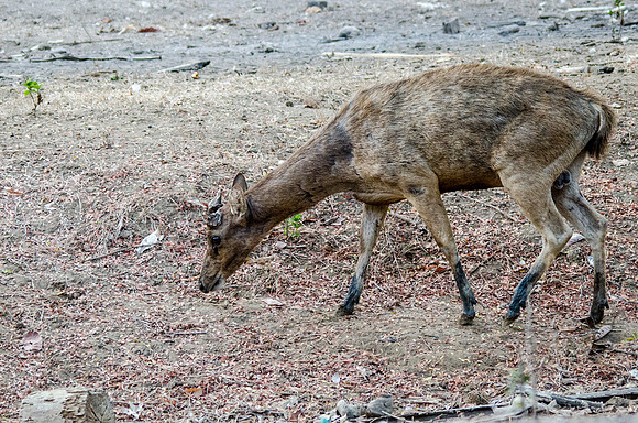 Wild Deer Provides Food Source