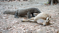 Komodo Dragon with Dead Deer