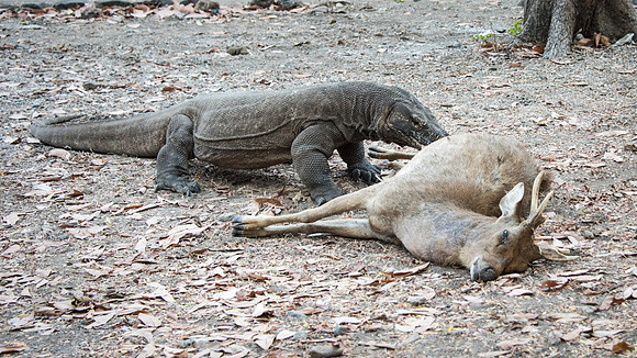 Komodo Dragon with Dead Deer