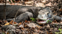 Komodo Dragon - 3