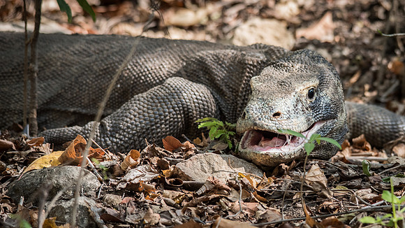 Komodo Dragon - 3