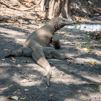Komodo Dragon