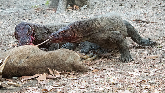 Two Komodo Dragons Eating Deer - 4