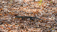 Baby Komodo Dragon -1