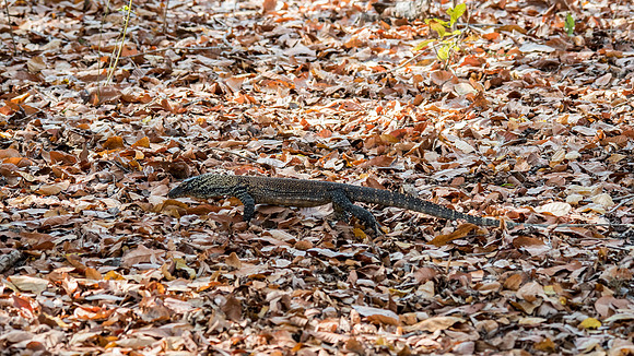 Baby Komodo Dragon -1