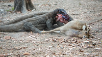 Two Komodo Dragons Eating Deer - 1