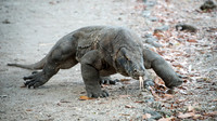 Komodo Dragon - Moving in For A Feast