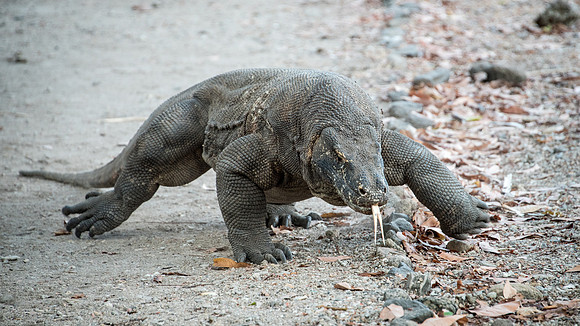 Komodo Dragon - Moving in For A Feast
