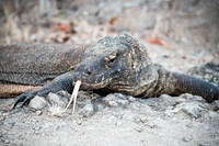 Komodo Dragon - 7