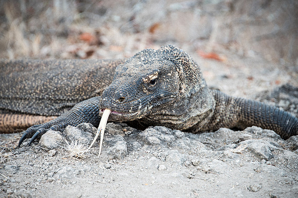 Komodo Dragon - 7