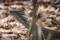 Baby Komodo Dragon -3