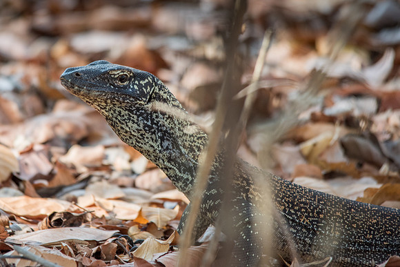 Baby Komodo Dragon -3