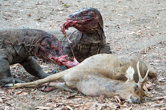 Two Komodo Dragons Eating Deer - 3