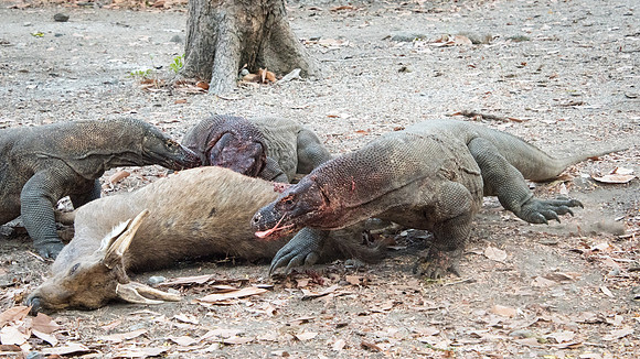Three Komodo Dragons Eating Deer - 2