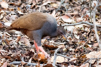 Scrub Fowl - 2