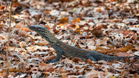 Baby Komodo Dragon -2