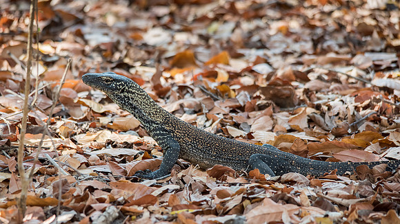 Baby Komodo Dragon -2
