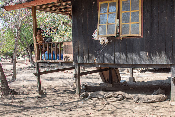 Komodo Dragons Sleeping in Shade Under Building